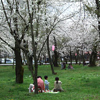 有明山社の桜